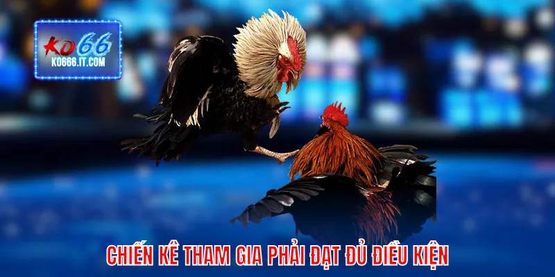 Chiến kê tham gia phải đạt đủ điều kiện