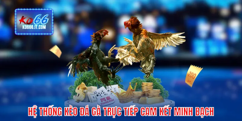 Hệ thống kèo đá gà trực tiếp cam kết minh bạch
