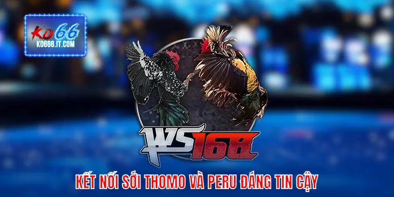 Kết nối sới Thomo và Peru đáng tin cậy